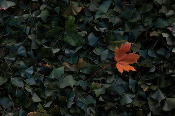 Autumn leaves on the ground