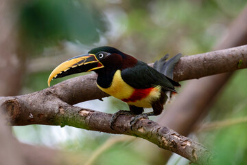 Chestnut-eared Aracari (bird) on a branch in the Pantanal