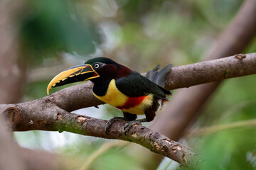 Fototapeta premium Chestnut-eared Aracari (bird) on a branch in the Pantanal