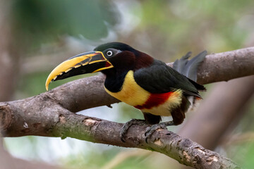 Obraz premium Chestnut-eared Aracari (bird) on a branch in the Pantanal