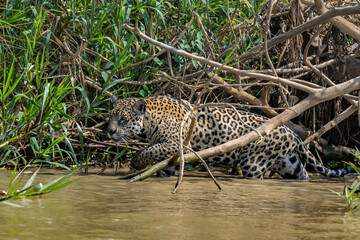 Fototapeta na wymiar Jaguar wading among fallen branches and other foliage on a river in the Pantanal. Brazil
