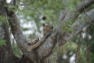 Jaguar relaxing in a large tree- Pantanal, Brazil