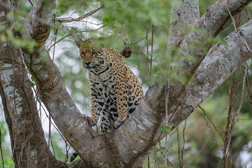 Jaguar sitting in the fork of a large tree - Pantanal, Brazil