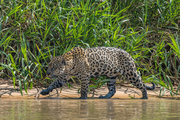 Fototapeta na wymiar Jaguar hunting along the banks of the Cuiaba River, Pantanal, Brazil