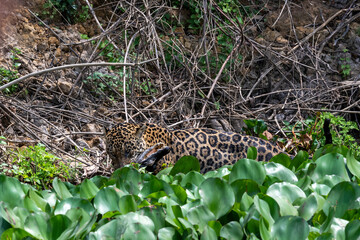 Fototapeta na wymiar Jaguar with a freshly caught Caiman, Pantanal, Brazil