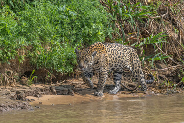 Fototapeta na wymiar Jaguar hunting along the banks of the Cuiaba River, Pantanal, Brazil