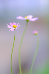 秋の散歩道のコスモスの花。背景をぼかし明るく仕上げる。