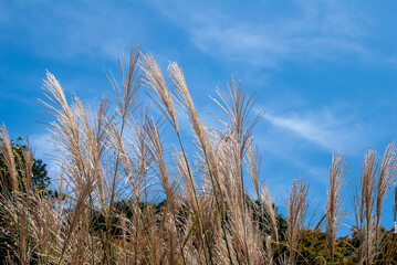 青空とすすき