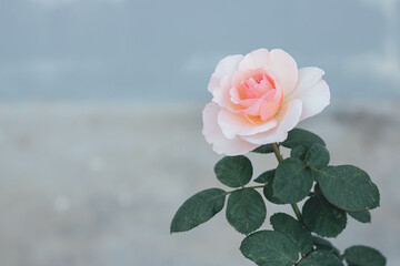 Closeup of Pink rose flower in the rose garden. Soft focus.