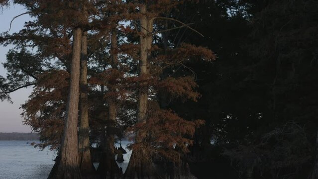 Bald Cypress Trees (Taxodium distichum) Reelfoot Lake 4K