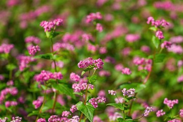 光を浴びて輝く満開の赤蕎麦の花＠大阪