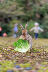 エサを食べるウサギ