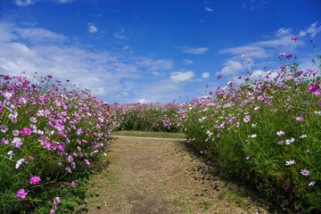 青空バックに見るカラフルなコスモス畑の情景＠大阪