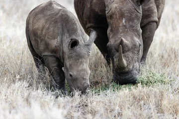 Muurstickers Field with western black rhinoceros and a baby in Lewa Wildlife Conservancy, Kenya. © Antwerp Lion/Wirestock Creators