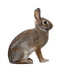 Isolated detailed sketch of a brown rabbit