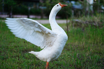 Obraz premium white goose standing with grass.