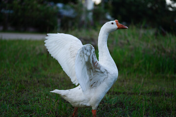 white goose standing with grass.