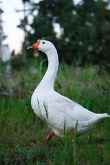 white goose standing with grass.