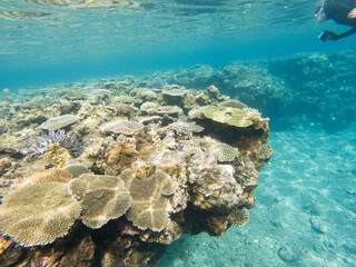 I went scuba diving in the Kerama Islands in Okinawa.