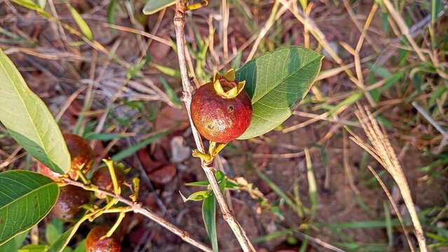 psidium myrtoide ara&ccedil;&aacute;