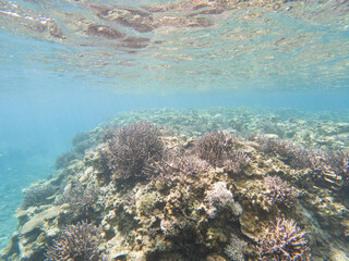 I went scuba diving in the Kerama Islands in Okinawa.