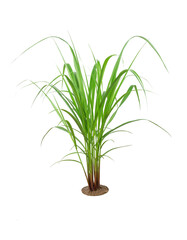 Green Grass Border isolated on white background. ( Paragrass, buffalograss, panicum grass)