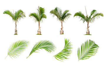 Obraz premium Coconut and palm trees, Palm leaf Isolated tree on white background , The collection of trees.Large trees are growing in summer, making the trunk big.