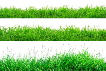 Green Grass Border isolated on white background.The collection of grass.(Manila Grass)The grass is native to Thailand is very popular in the front yard.