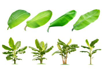 Banana trees and banana leaves Isolated tree on white background , tropical trees isolated used for design, advertising and architecture