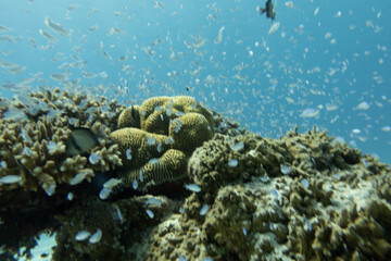 Fototapeta na wymiar I went scuba diving in the Kerama Islands in Okinawa.