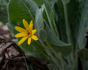 Wyethia helenioides, Foothill mule-ears, yellow flower at the Stebbins Cold Canyon, California,...