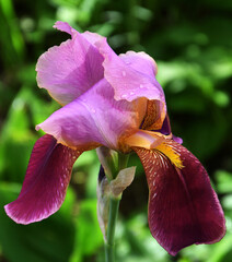 Flower purple bearded iris or Iris germanica (Latin Iris germanica) after rain