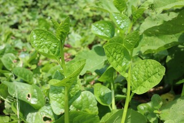 green leaves of mint
