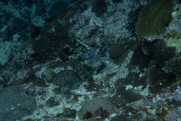 I went scuba diving in the Kerama Islands in Okinawa.