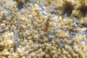 Snorkeling at the Kerama Islands in Okinawa.