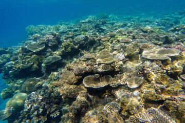 Fototapeta na wymiar Snorkeling at the Kerama Islands in Okinawa.