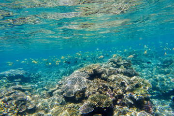 Fototapeta na wymiar Snorkeling at the Kerama Islands in Okinawa.