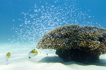 Snorkeling at the Kerama Islands in Okinawa.
