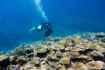 Naklejka na ściany i meble Snorkeling at the Kerama Islands in Okinawa.