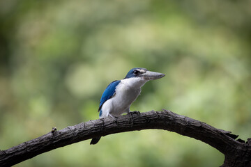 The Collared Kingfisher (Todiramphus chloris) is a medium-sized kingfisher belonging to the family Halcyonidae, the tree kingfishers that known as the White-collared Kingfisher, Mangrove Kingfisher.