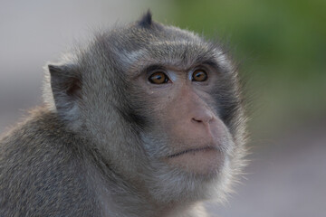 Close up of an adult crab eating macaque cuddling a juvenile macaque