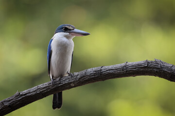 Fototapeta premium The Collared Kingfisher (Todiramphus chloris) is a medium-sized kingfisher belonging to the family Halcyonidae, the tree kingfishers that known as the White-collared Kingfisher, Mangrove Kingfisher.