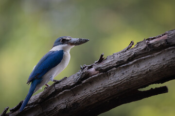 The Collared Kingfisher (Todiramphus chloris) is a medium-sized kingfisher belonging to the family Halcyonidae, the tree kingfishers that known as the White-collared Kingfisher, Mangrove Kingfisher.