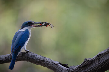 The Collared Kingfisher (Todiramphus chloris) is a medium-sized kingfisher belonging to the family Halcyonidae, the tree kingfishers that known as the White-collared Kingfisher, Mangrove Kingfisher.