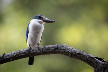 The Collared Kingfisher (Todiramphus chloris) is a medium-sized kingfisher belonging to the family Halcyonidae, the tree kingfishers that known as the White-collared Kingfisher, Mangrove Kingfisher.