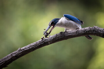 The Collared Kingfisher (Todiramphus chloris) is a medium-sized kingfisher belonging to the family Halcyonidae, the tree kingfishers that known as the White-collared Kingfisher, Mangrove Kingfisher.