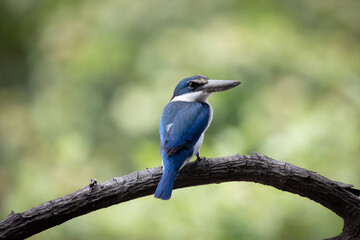 The Collared Kingfisher (Todiramphus chloris) is a medium-sized kingfisher belonging to the family Halcyonidae, the tree kingfishers that known as the White-collared Kingfisher, Mangrove Kingfisher.