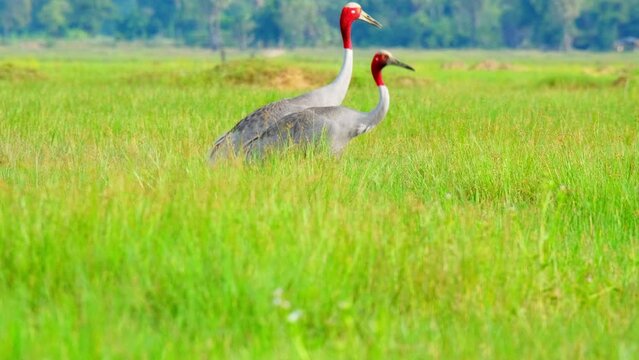 The sarus crane (Antigone antigone) is a large on-migratory crane found in parts of the Indian subcontinent, Southeast Asia, The tallest of the flying birds, bird in Thailand