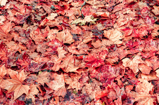 autumn, background, texture, leaf, leaves, season, foliage, fall, pattern, yellow, orange, nature, natural, closeup, maple, backdrop, assort, brown, colorful, design, dry, environment, forest, garden,