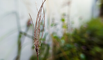 wild plants with blur background, grass nature background
